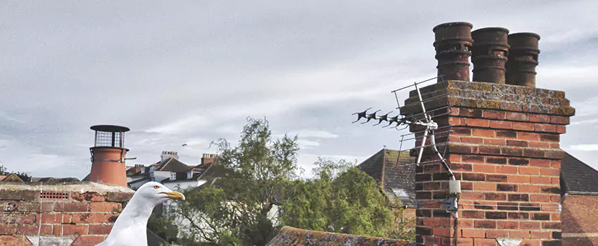 Chimney Cleaning And Restoration in Waipahu, Hawaii